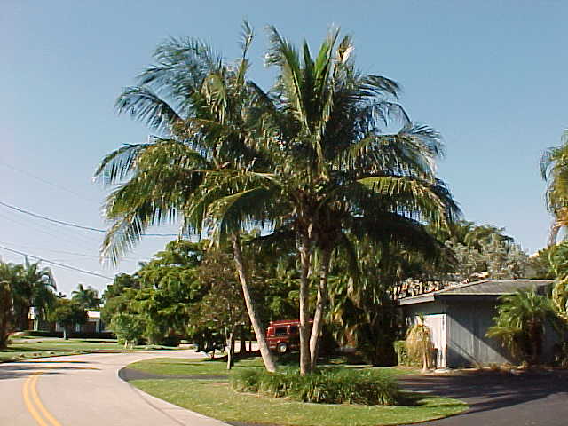 Coconut Palm