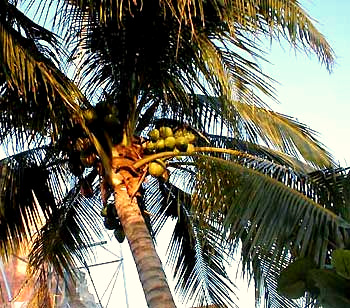 Coconut Palm