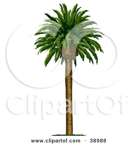 Coconut Palm