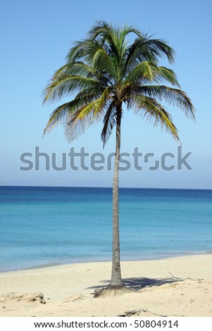 Coconut Palm