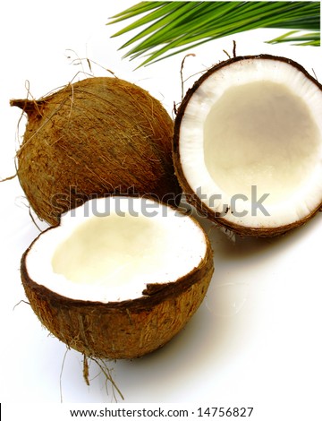 Coconut Palm Leaf