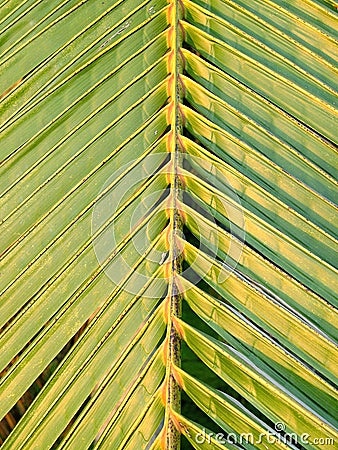 Coconut Palm Leaf