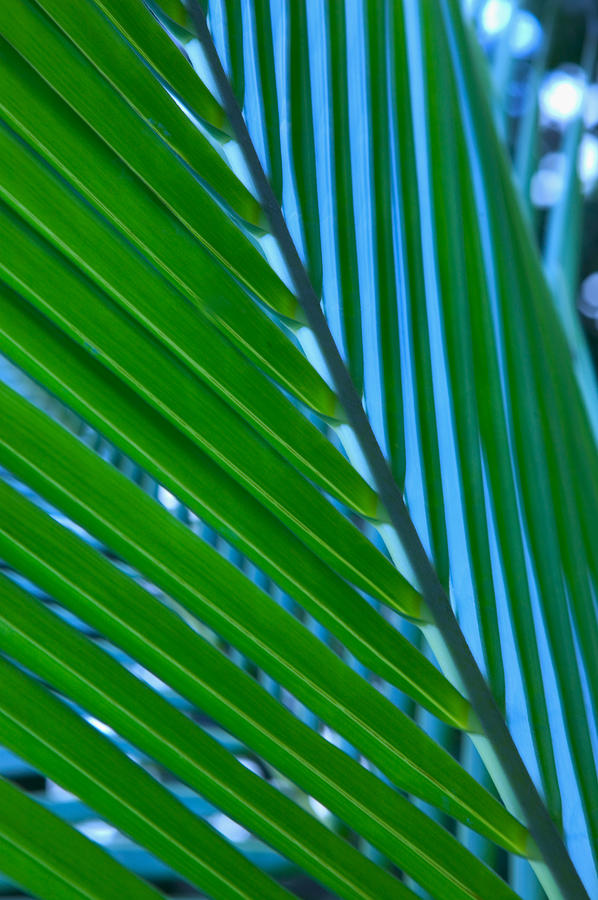 Coconut Palm Leaf