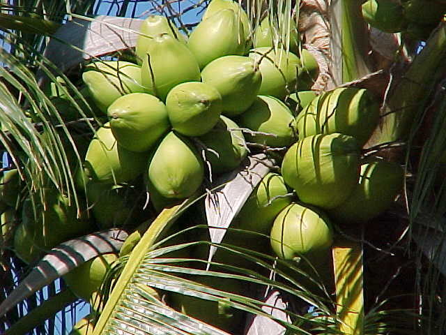 Coconut Palm Plant