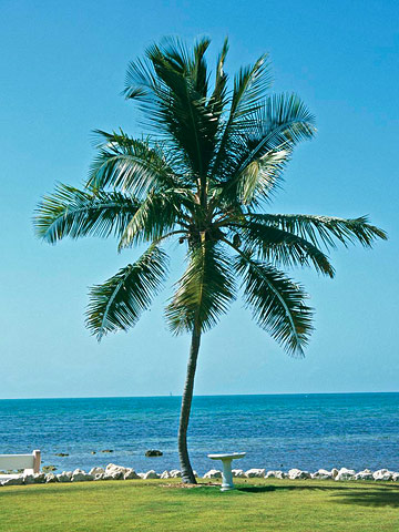 Coconut Palm Tree