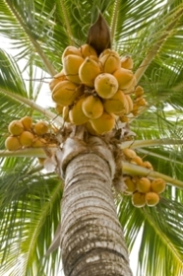 Coconut Palm Tree