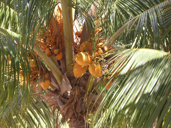 Coconut Palm Tree