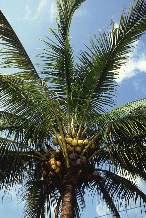 Coconut Palm Tree