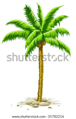 Coconut Palm Tree