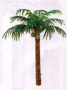 Coconut Palm Tree