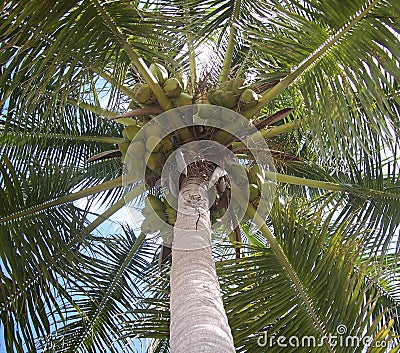 Coconut Palm Tree