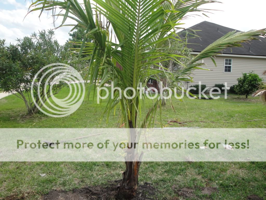 Coconut Palm Tree