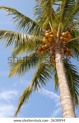 Coconut Palm Tree