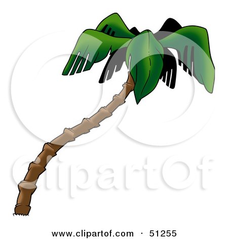 Coconut Palm Tree Clip Art