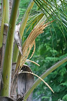 Coconut Palm Tree Phylum