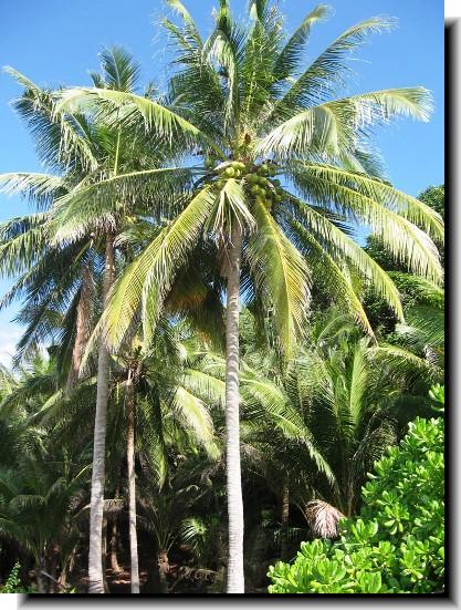 Coconut Palm Tree Phylum