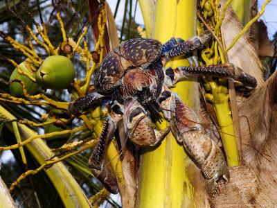 Coconut Palm Tree Phylum