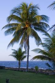 Coconut Palm Tree Pictures