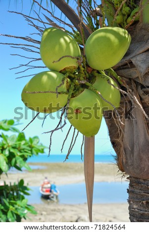 Coconut Palm Tree Pictures