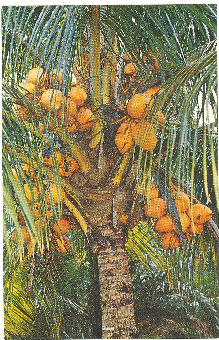 Coconut Palm Tree Prices