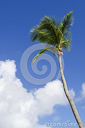 Coconut Palm Tree Prices