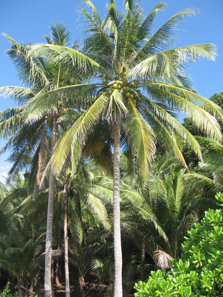 Coconut Palm Tree Seeds