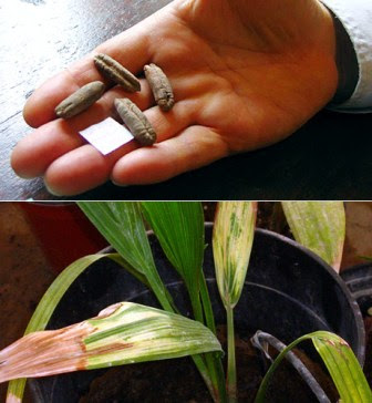 Coconut Palm Tree Seeds