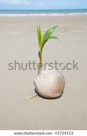 Coconut Palm Tree Seeds