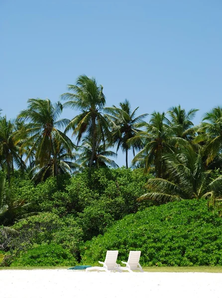 Coconut Palm Trees For Sale