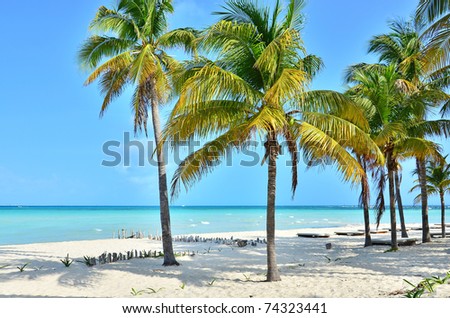 Coconut Palm Trees For Sale