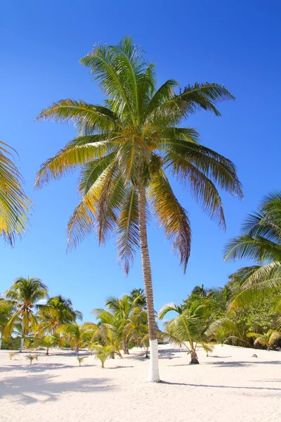 Coconut Palm Trees For Sale