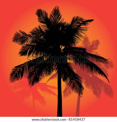 Coconut Palm Trees For Sale Florida