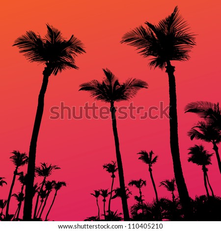 Coconut Palm Trees For Sale Florida