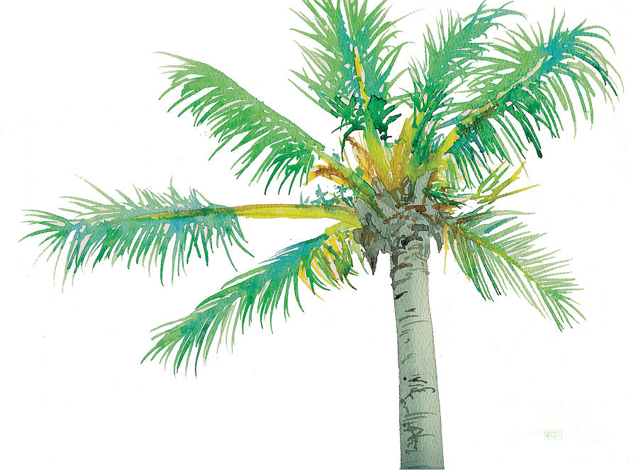 Coconut Palm Trees For Sale Florida