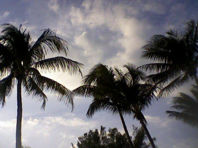 Coconut Palm Trees For Sale Florida