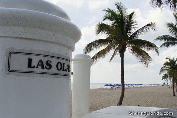 Coconut Palm Trees For Sale Florida