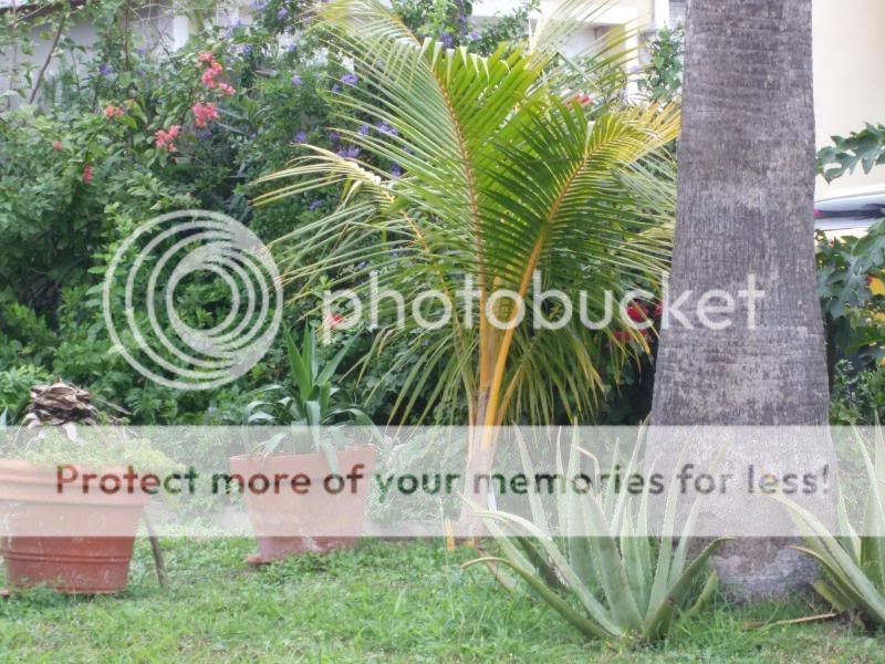 Coconut Palm Trees For Sale In Texas