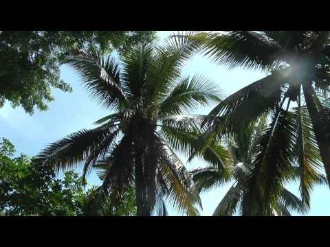 Coconut Palm Trees For Sale In Texas