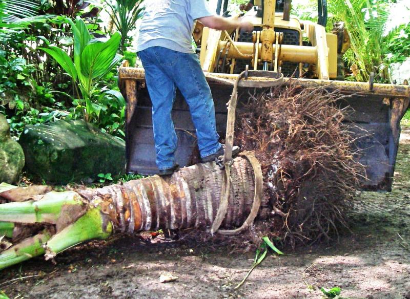 Coconut Palm Trees For Sale In Texas