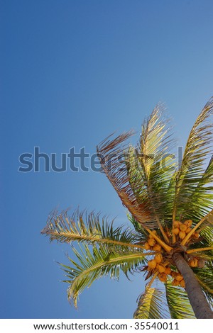 Coconut Palm Trees In Florida