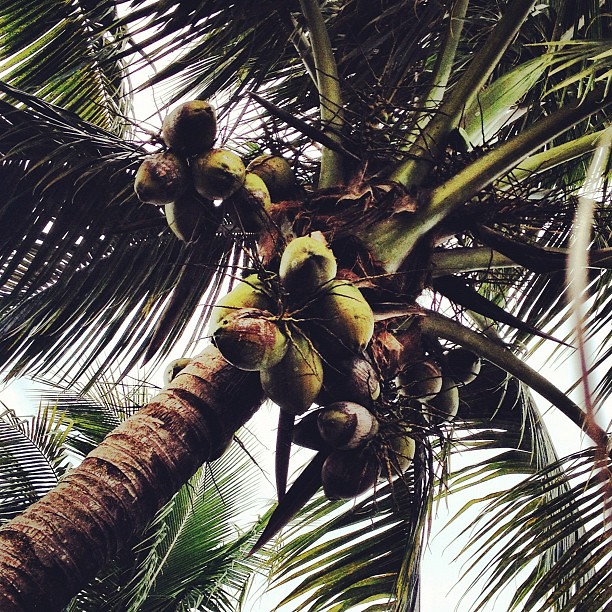 Coconut Palm Trees In Florida