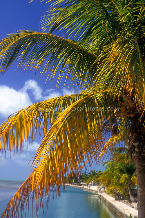 Coconut Palm Trees In Florida