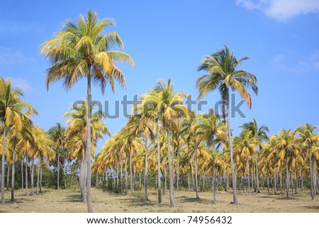 Coconut Palm Trees In Florida