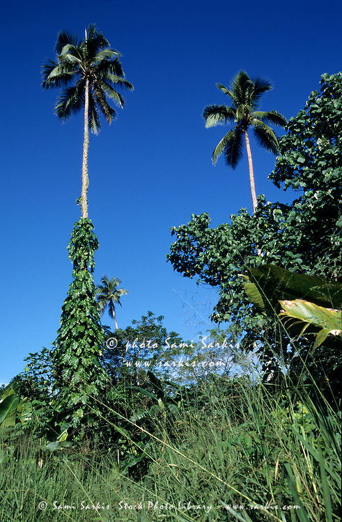 Coconut Palms Vanuatu