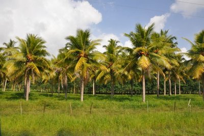 Coconut Palms Vanuatu Review