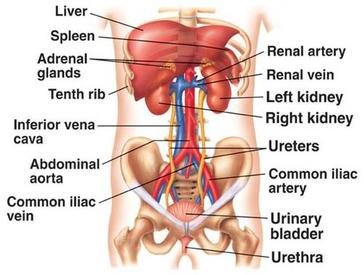 Digestive System Kidney