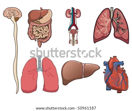 Digestive System Kidney