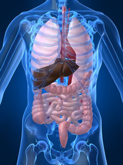 Digestive System Kidney