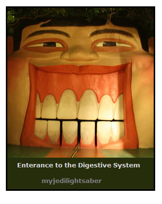 Digestive System Kidney