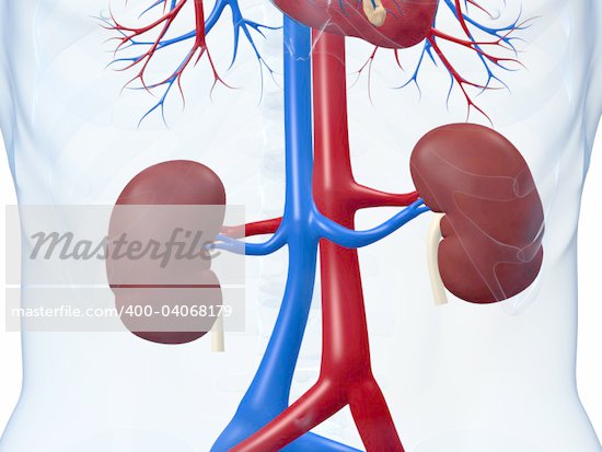 Digestive System Kidney